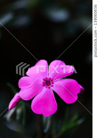 Red Shibazakura Flower Red Shibazakura Flower 139060656