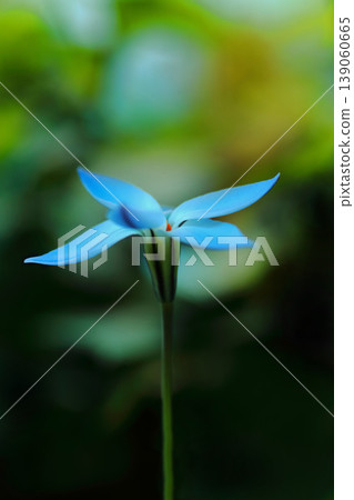 白色Hananyla花 139060665