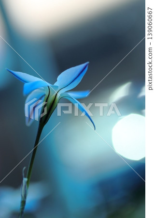 陽光下閃耀的藍色星星花 陽光下閃耀的藍色星星花 139060667