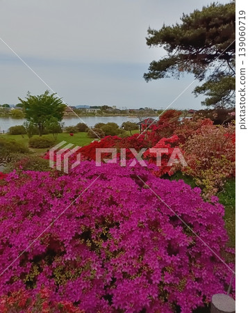 Tatebayashi City Tsutsujigaoka Park Azalea Festival Tatebayashi City Tsutsujigaoka Park Azalea Festival 139060719