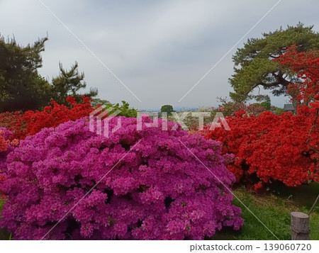 館林市杜鵑丘公園杜鵑花節 139060720