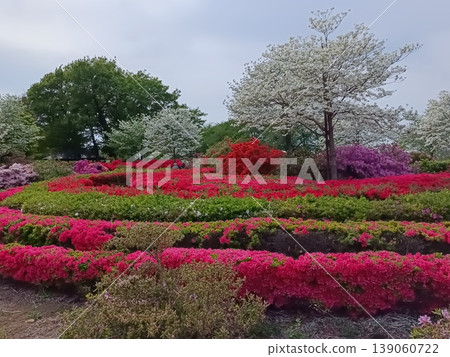 館林市杜鵑丘公園杜鵑花節 館林市杜鵑丘公園杜鵑花節 139060722