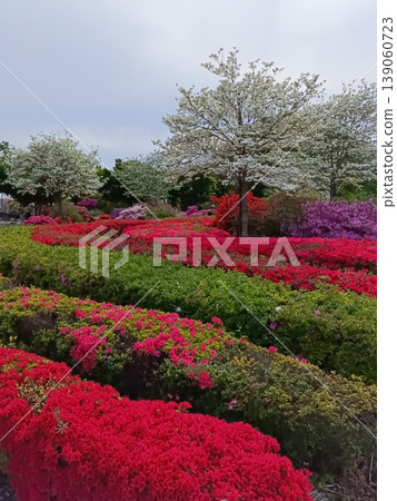 館林市杜鵑丘公園杜鵑花節 館林市杜鵑丘公園杜鵑花節 139060723