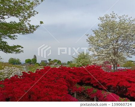 館林市杜鵑丘公園杜鵑花節 館林市杜鵑丘公園杜鵑花節 139060724