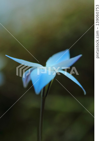白色Hananyla花 白色Hananyla花 139060753
