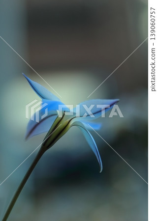 藍色Hananyla花 139060757