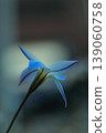 藍色Hananyla花 139060758