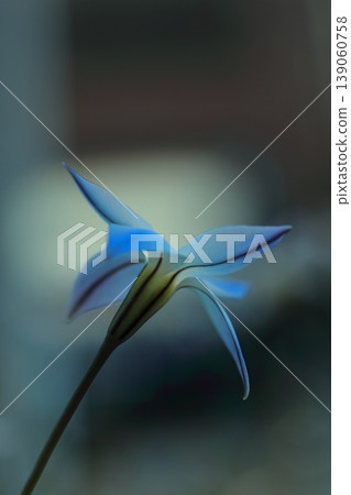 藍色Hananyla花 139060758