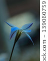 單花伊菲翁（Ipheion uniflorum）的淡藍色花朵 139060759
