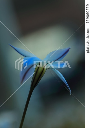單花伊菲翁（Ipheion uniflorum）的淡藍色花朵 139060759
