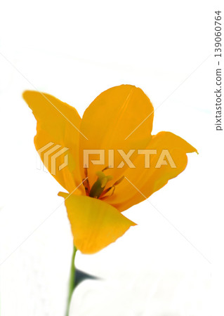 黃色鬱金香花 139060764