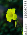 Yellow Okibana catablis 139060768