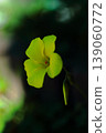Yellow flowers of the large-flowered wood sorrel 139060772