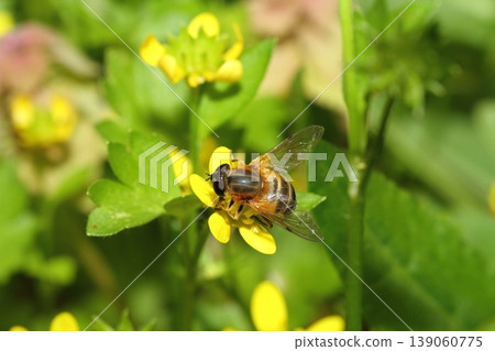 In spring, hoverflies can be seen perched on the flowers of the Ranunculus japonicus. In spring, hoverflies can be seen perched on the flowers of the Ranunculus japonicus. 139060775