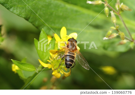 In spring, hoverflies can be seen perched on the flowers of the Ranunculus japonicus. 139060776