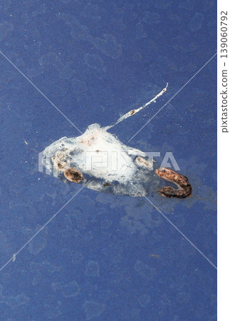 Bird droppings Bird droppings 139060792