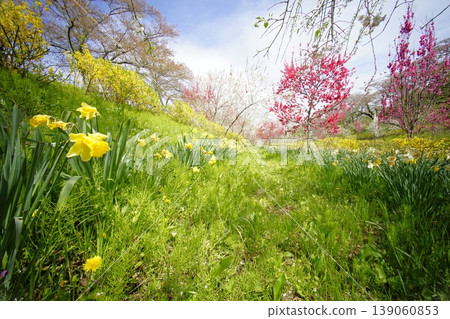 The arrival of spring, a bright field adorned with flowers The arrival of spring, a bright field adorned with flowers 139060853