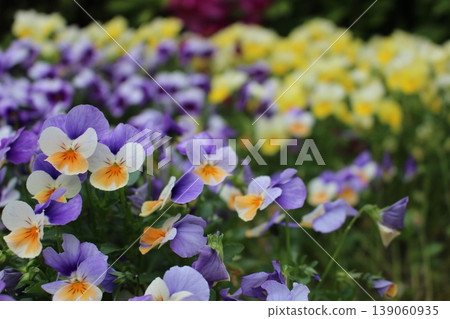 Pansy which blooms in the flower bed Pansy which blooms in the flower bed 139060935