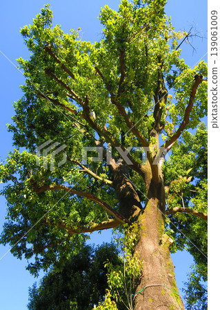 A landscape of white oak trees and a blue sky. A landscape of white oak trees and a blue sky. 139061009