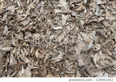 Dry fallen leaves spread across the ground 139061052