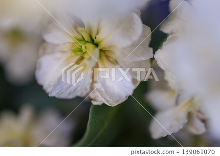 小花壇裡種著美麗的花朵。 小花壇裡種著美麗的花朵。 139061070