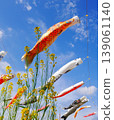Carp streamers and rapeseed blossoms swimming in the blue sky | Spring scenery 139061140