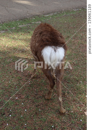 Nara Park, Wakakusa Mountain, Nara City, Kintetsu Nara Station, Kintetsu Limited Express, JR Nara Station, deer, deer crackers, cherry blossoms, free-roaming deer 139061189