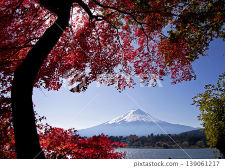 鮮紅的楓葉與白雪皚皚的富士山在藍天的映襯下,構成了一幅引人注目、美不勝收的畫面。 鮮紅的楓葉與白雪皚皚的富士山在藍天的映襯下,構成了一幅引人注目、美不勝收的畫面。 139061217