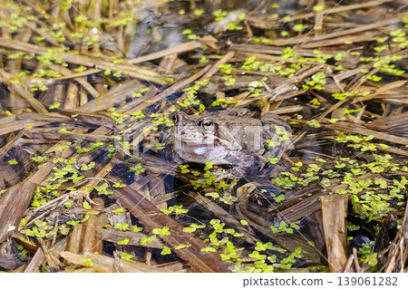 Funny brown frog sits still in shallow water. Funny brown frog sits still in shallow water. 139061282