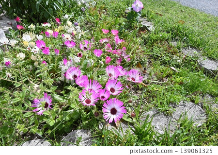 陽光下的雛菊 陽光下的雛菊 139061325
