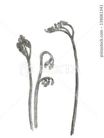 An illustration of bracken ferns, heralding the arrival of spring, drawn in ink. [Hand-drawn] White background, transparent background, with copy space. 139061341