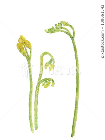水彩插畫，描繪蕨類植物宣告春天的到來 [手繪] 白色背景，透明背景，留有文字空間 139061342