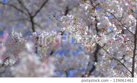 Spring flowers blooming with dignity 139061461