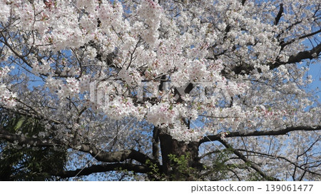 Spring flowers blooming with dignity Spring flowers blooming with dignity 139061477