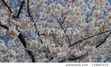 Spring flowers blooming with dignity Spring flowers blooming with dignity 139061478