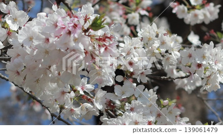 Spring flowers blooming with dignity 139061479