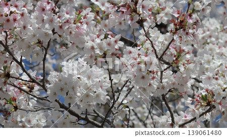 Spring flowers blooming with dignity Spring flowers blooming with dignity 139061480