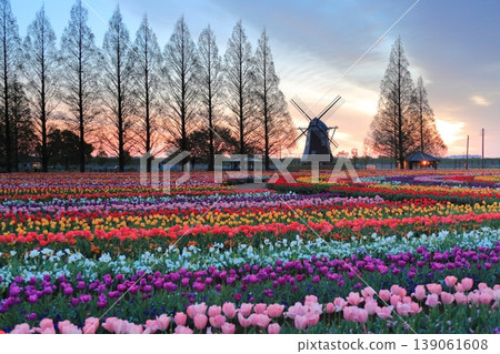 Windmills and tulip fields at dawn in Akebonoyama Agricultural Park 139061608