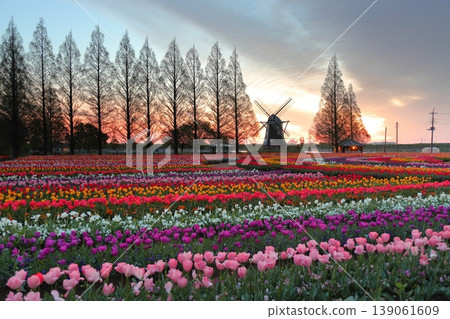 Windmills and tulip fields at dawn in Akebonoyama Agricultural Park 139061609