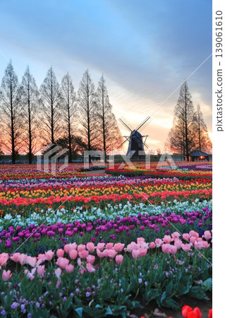 Windmills and tulip fields at dawn in Akebonoyama Agricultural Park Windmills and tulip fields at dawn in Akebonoyama Agricultural Park 139061610