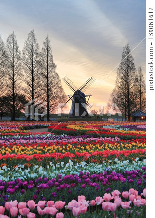 Windmills and tulip fields at dawn in Akebonoyama Agricultural Park Windmills and tulip fields at dawn in Akebonoyama Agricultural Park 139061612