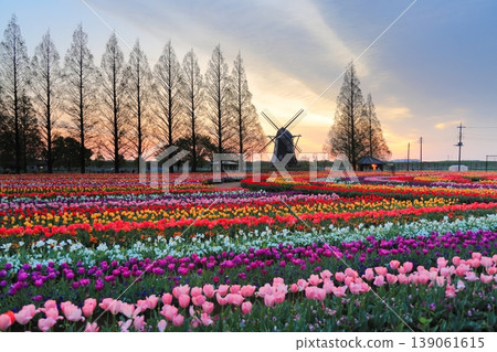 曙山農業公園的黎明時分,風車和鬱金香花田盡收眼底。 曙山農業公園的黎明時分,風車和鬱金香花田盡收眼底。 139061615