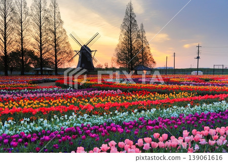 曙山農業公園的黎明時分,風車和鬱金香花田盡收眼底。 曙山農業公園的黎明時分,風車和鬱金香花田盡收眼底。 139061616