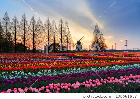 Windmills and tulip fields at dawn in Akebonoyama Agricultural Park Windmills and tulip fields at dawn in Akebonoyama Agricultural Park 139061618