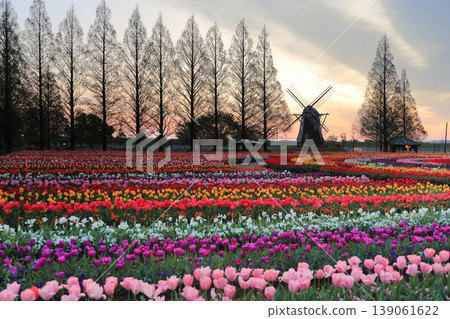 Windmills and tulip fields at dawn in Akebonoyama Agricultural Park Windmills and tulip fields at dawn in Akebonoyama Agricultural Park 139061622