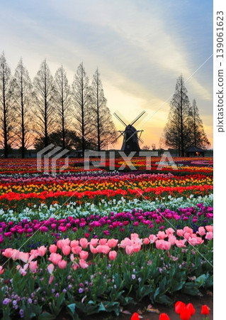 Windmills and tulip fields at dawn in Akebonoyama Agricultural Park 139061623