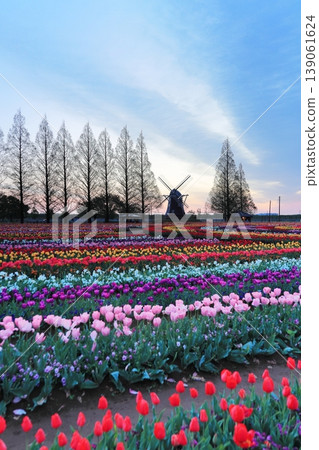Windmills and tulip fields at dawn in Akebonoyama Agricultural Park 139061624