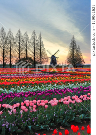 Windmills and tulip fields at dawn in Akebonoyama Agricultural Park Windmills and tulip fields at dawn in Akebonoyama Agricultural Park 139061625