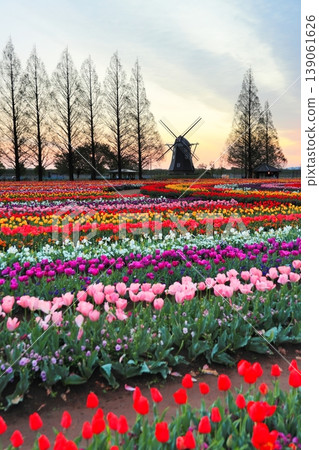 Windmills and tulip fields at dawn in Akebonoyama Agricultural Park 139061626