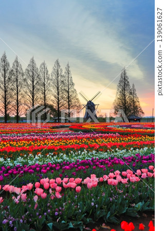 Windmills and tulip fields at dawn in Akebonoyama Agricultural Park Windmills and tulip fields at dawn in Akebonoyama Agricultural Park 139061627